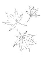 Acer palmatum-Osakazuki Acer palmatum-Osakazuki
